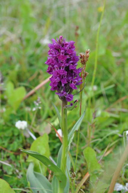 Diapositive 3_DSC_1238.JPG 