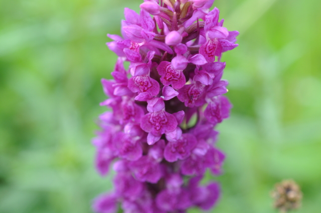 Diapositive 3_DSC_1243.JPG 