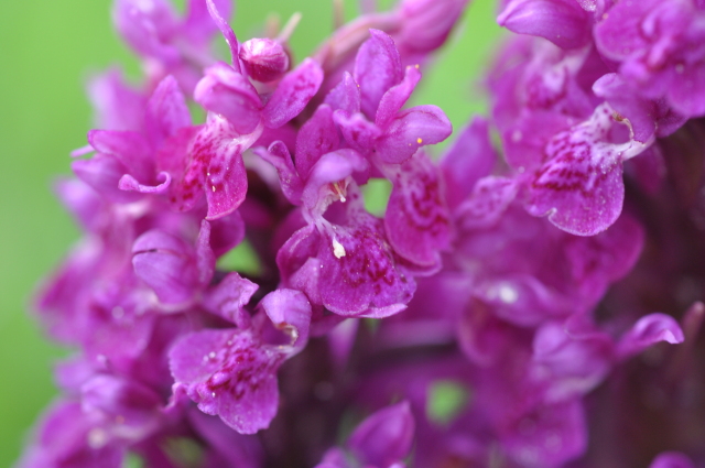 Diapositive 3_DSC_1247.JPG 