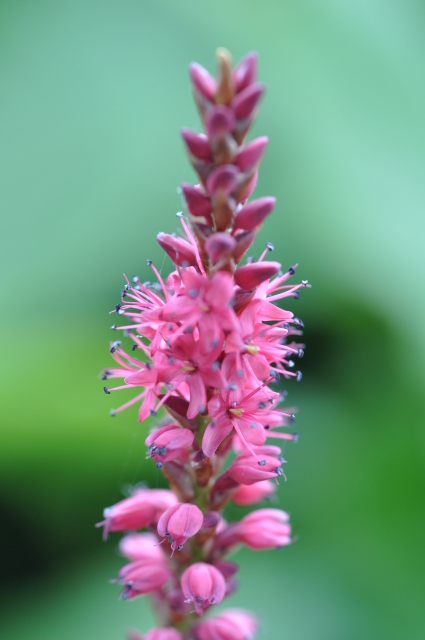 Diapositive 4_DSC_0436.JPG 