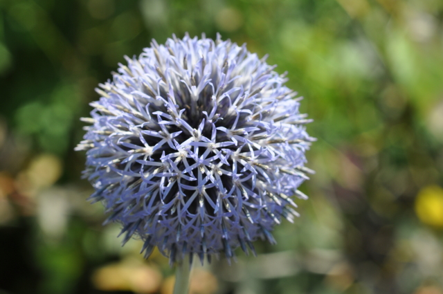 Diapositive 4_DSC_0450.JPG 