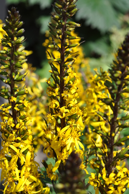 Diapositive 4_DSC_0455.JPG 