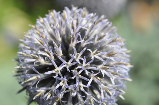 Diapositive 4_DSC_0458.JPG 