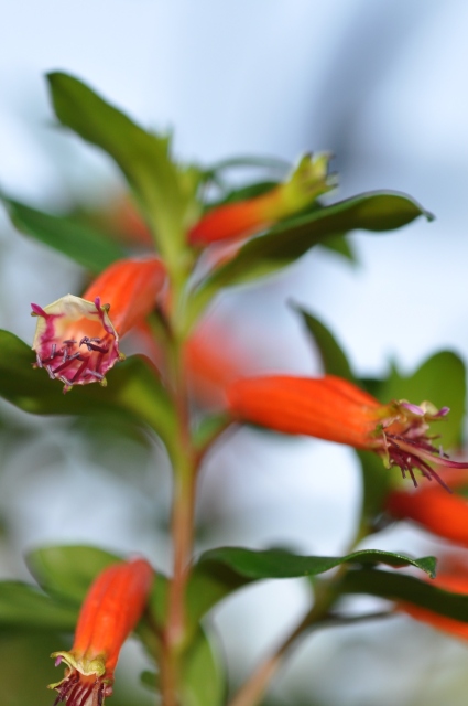 Diapositive 4_DSC_0526m.JPG 