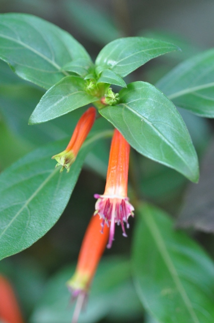 Diapositive 4_DSC_0530.JPG 