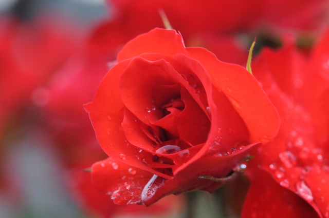 Diapositive 4_DSC_0564.JPG 