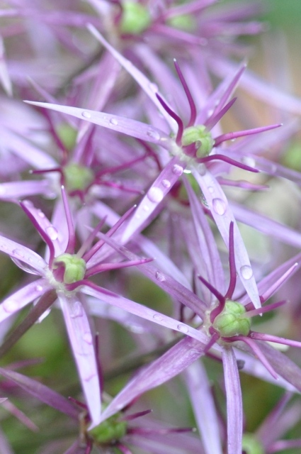 Diapositive 4_DSC_0591m.JPG 