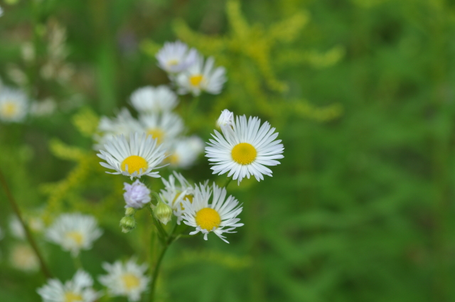 Diapositive 5_DSC_0163.JPG 