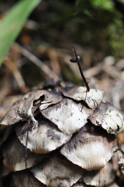 Diapositive 5_DSC_0237m.JPG 