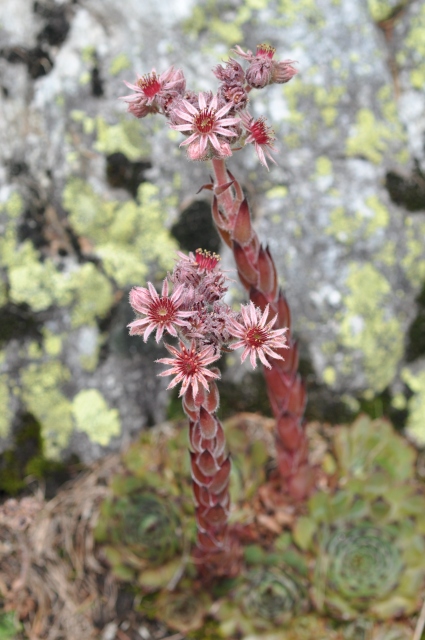 Diapositive 5_DSC_0419.JPG 