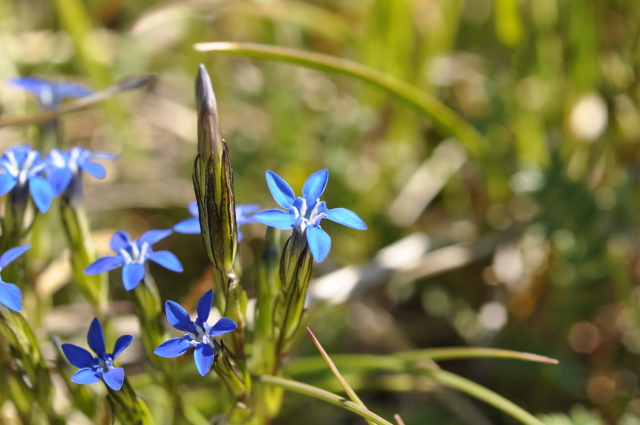 Diapositive 5_DSC_0567.JPG 