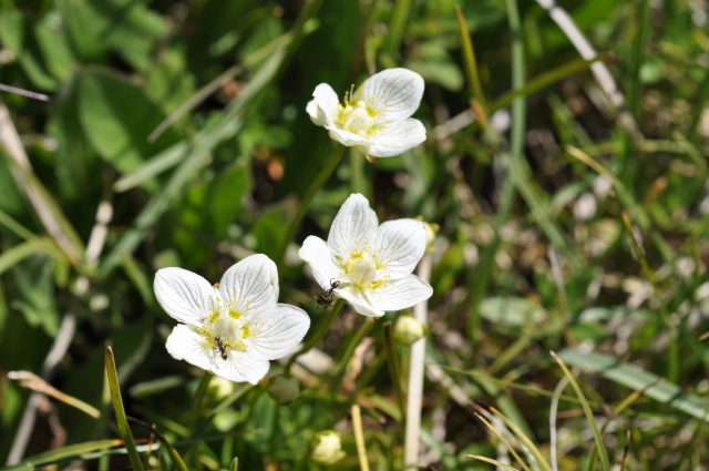 Diapositive 5_DSC_0599.JPG 