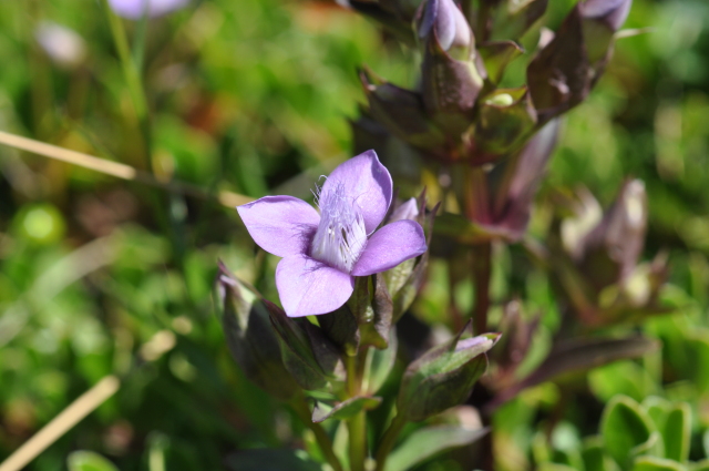 Diapositive 5_DSC_0600.JPG 