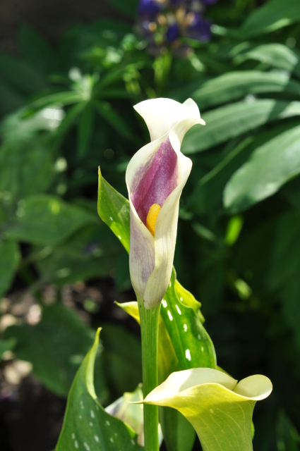 Diapositive 5_DSC_0634.JPG 