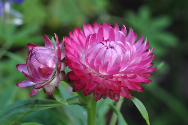 Diapositive 5_DSC_0637.JPG 