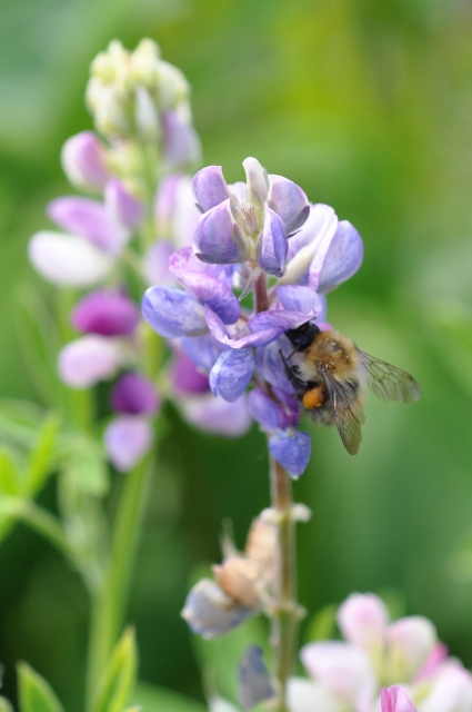 Diapositive 5_DSC_0644m.JPG 