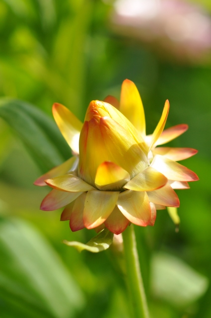 Diapositive 5_DSC_0647mm.JPG 