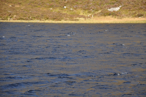 Scaled image dsc_0564m.jpg 