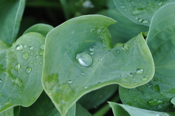 Scaled image 3_DSC_0689.JPG 