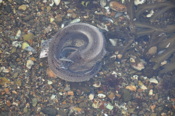 Scaled image 6_dsc_0790.jpg 