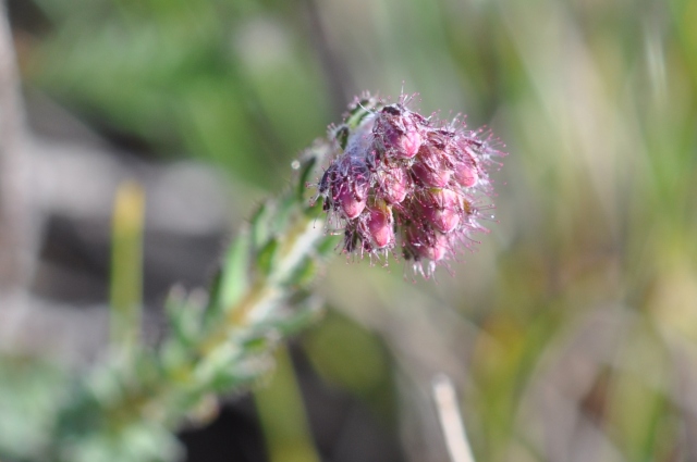 Diapositive 4_DSC_0855mm.JPG 