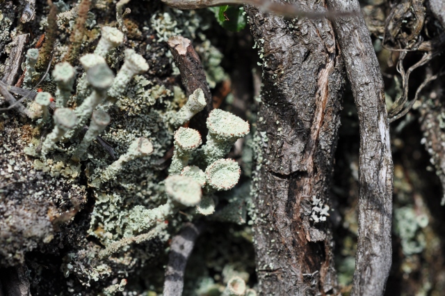 Diapositive 4_DSC_0864m.JPG 