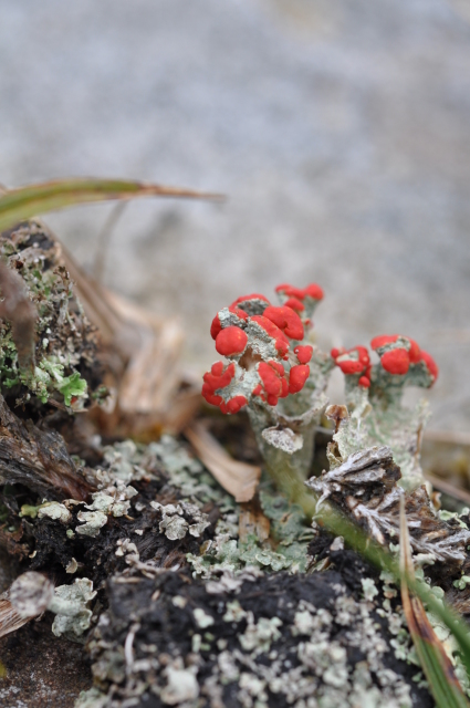 Diapositive 3_DSC_1142.JPG 