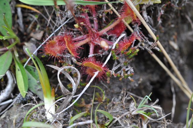 Diapositive 3_DSC_1211.JPG 