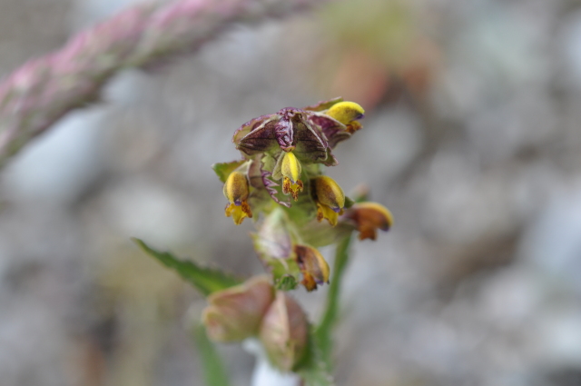 Diapositive 3_DSC_1232.JPG 