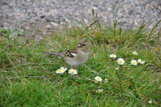 Diapositive 3_DSC_1466.JPG 