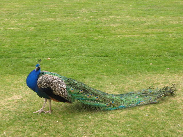 Diapositive img_0747.jpg 