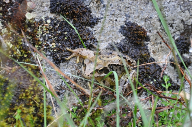 Diapositive DSC_0702.JPG 