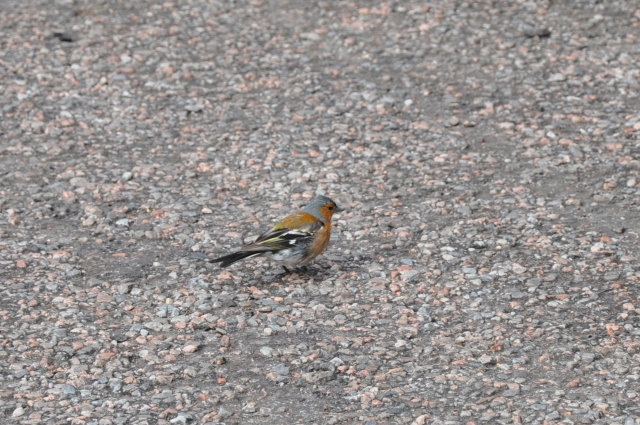 Diapositive DSC_0845.JPG 