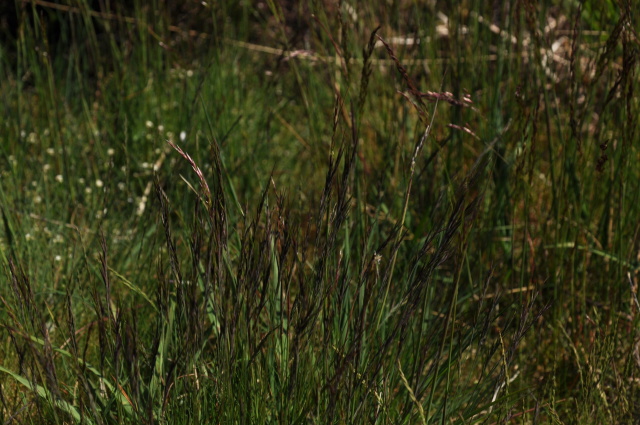 Diapositive 3_DSC_0044.JPG 