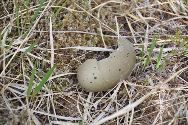 Diapositive 3_DSC_0085.JPG 