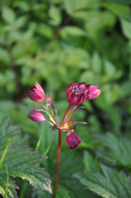 Diapositive 3_DSC_0142.JPG 