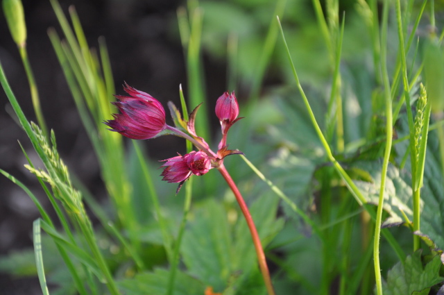 Diapositive 3_DSC_0144.JPG 