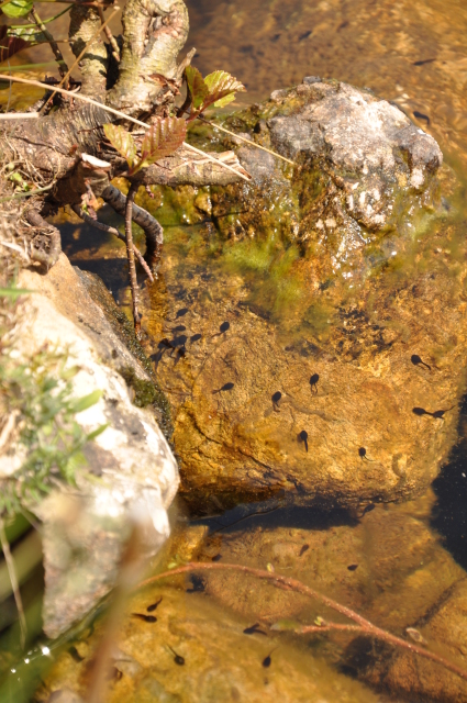 Diapositive 3_DSC_0273.JPG 