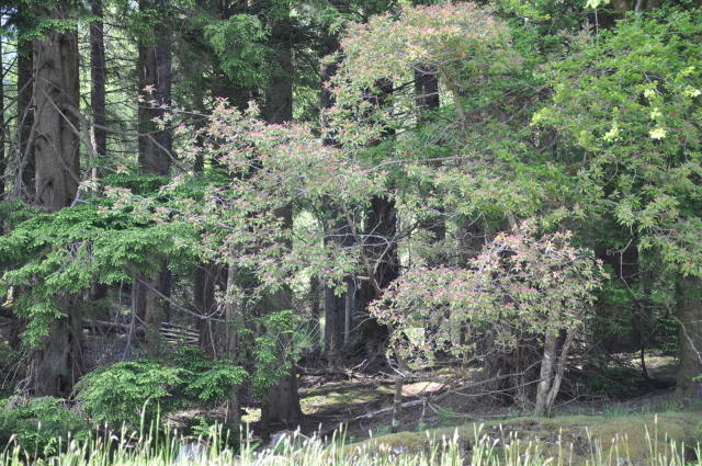 Diapositive 3_DSC_0335.JPG 