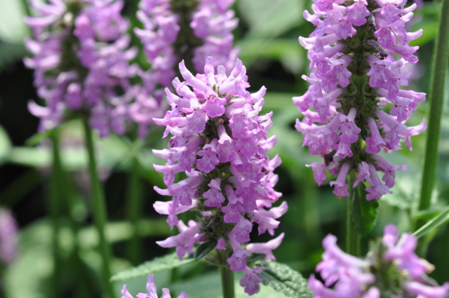 Diapositive 4_DSC_0445.JPG 