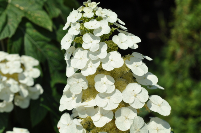 Diapositive 4_DSC_0456.JPG 