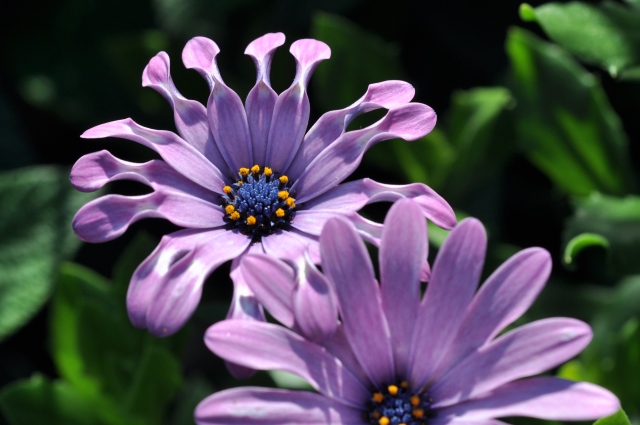 Diapositive 4_DSC_0463m.JPG 