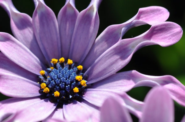 Diapositive 4_DSC_0464m.JPG 