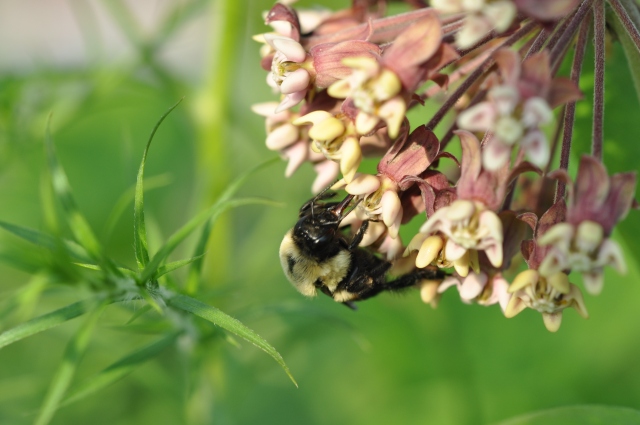 Diapositive 4_DSC_0499.JPG 