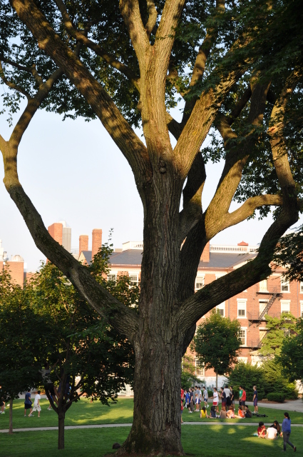 Diapositive 4_DSC_0525.JPG 