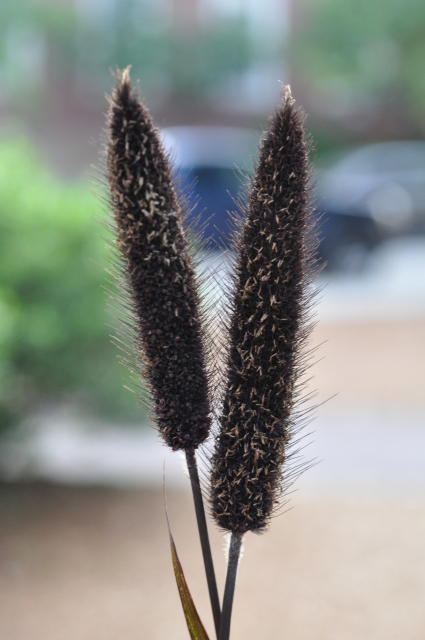 Diapositive 4_DSC_0535.JPG 