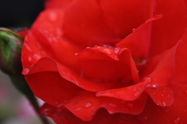 Diapositive 4_DSC_0561.JPG 