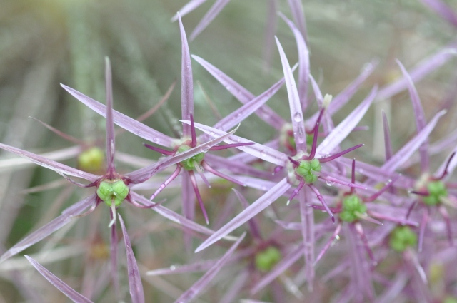 Diapositive 4_DSC_0583m.JPG 