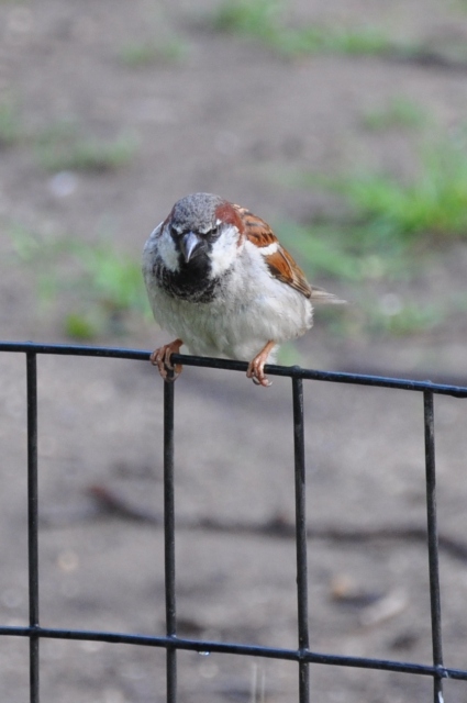 Diapositive 4_DSC_0663m.JPG 